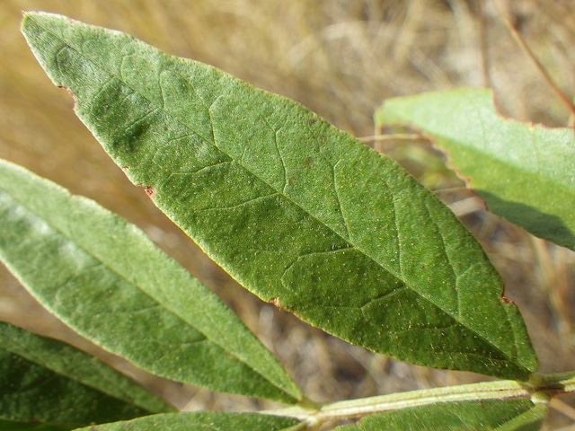 Glycyrrhiza lepidota