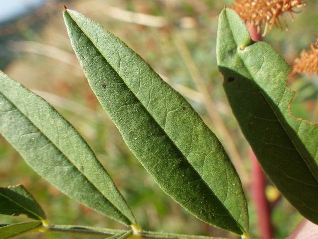 Glycyrrhiza lepidota