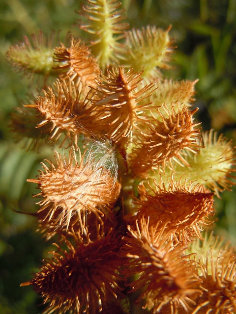 Glycyrrhiza lepidota