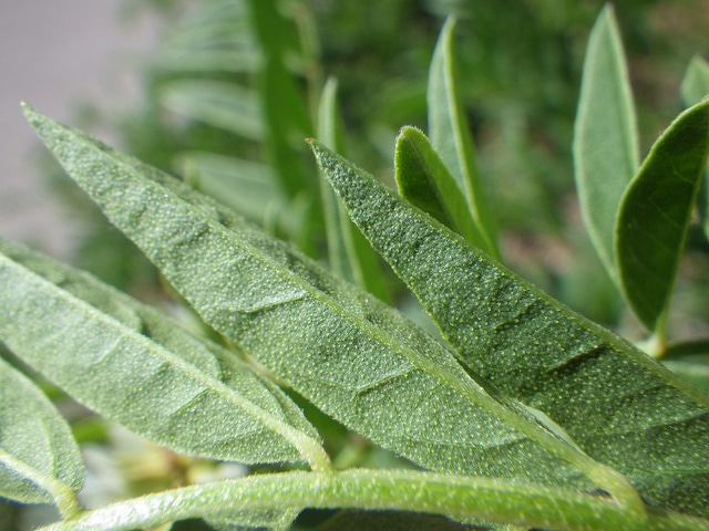 Glycyrrhiza lepidota (Glycyrrhiza lepidota)