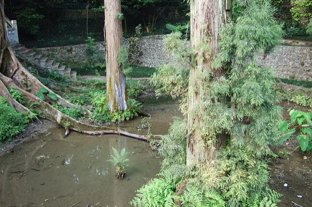 Glyptostrobus pensilis (Glyptostrobus pensilis)
