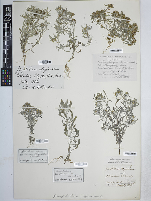 Cotonnière des fanges