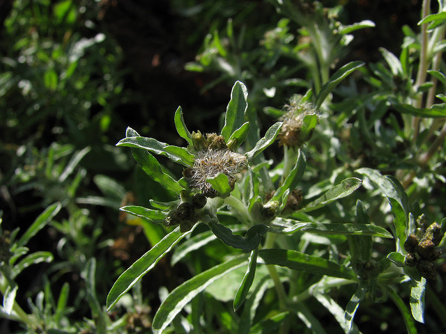 Cotonnière des fanges