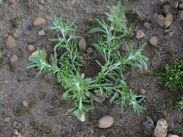 Cotonnière des fanges