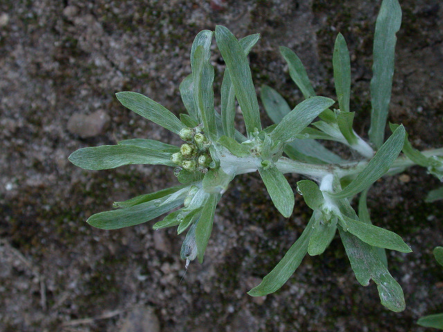 Cotonnière des fanges (Gnaphalium uliginosum)