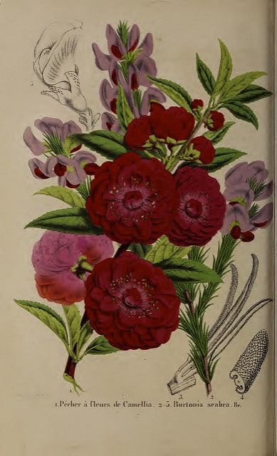 Gompholobium scabrum