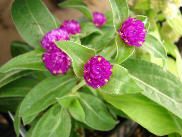 Gomphrena