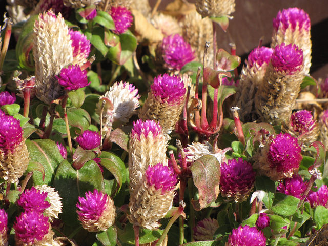 Gomphrena