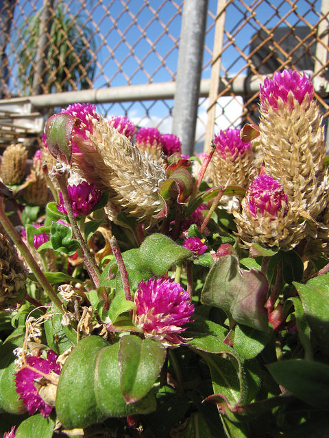 Gomphrena