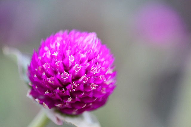 Gomphrena