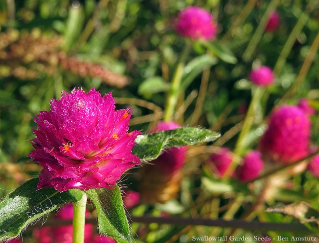Gomphrena haageana