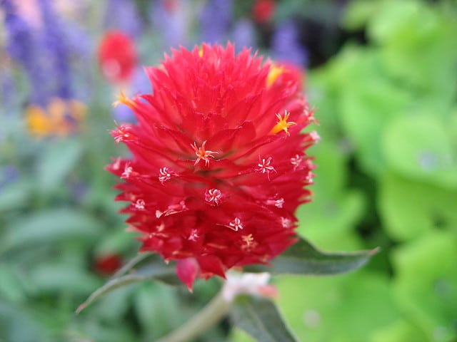 Gomphrena haageana