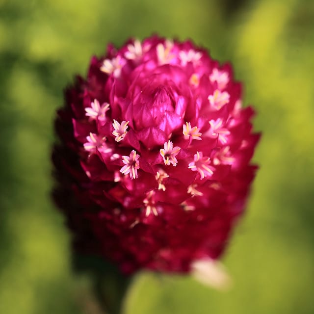 Gomphrena haageana