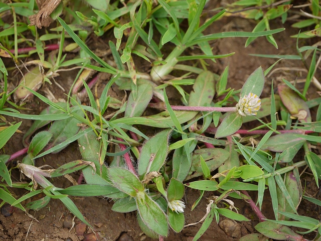 Gomphrena serrata