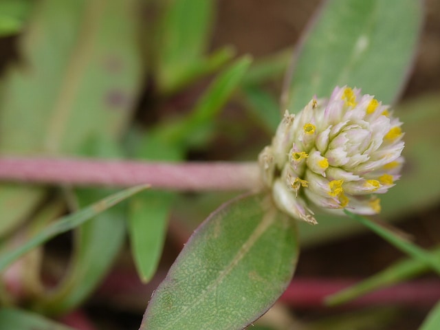 Gomphrena serrata