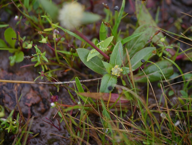 Gomphrena serrata