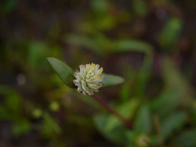 Gomphrena serrata