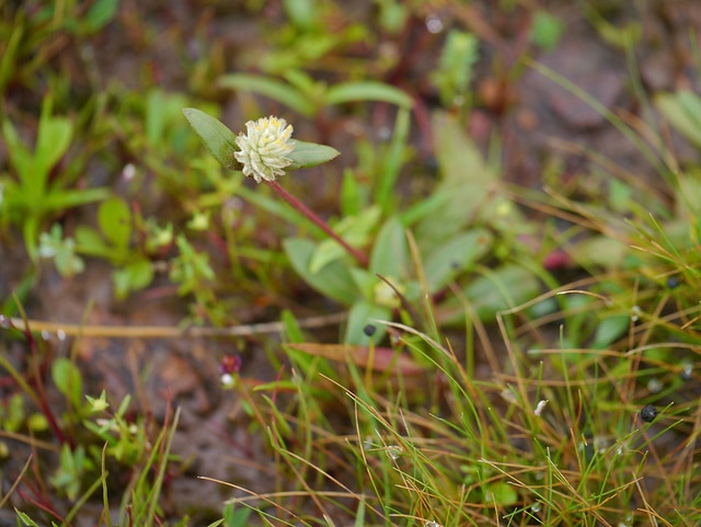 Gomphrena serrata (Gomphrena serrata)