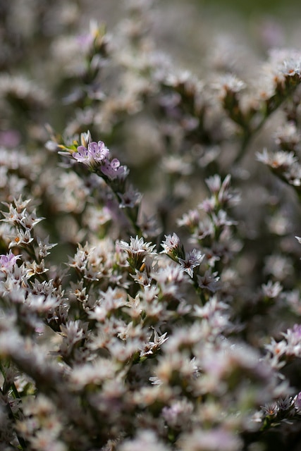 Statice vivace (Goniolimon tataricum)