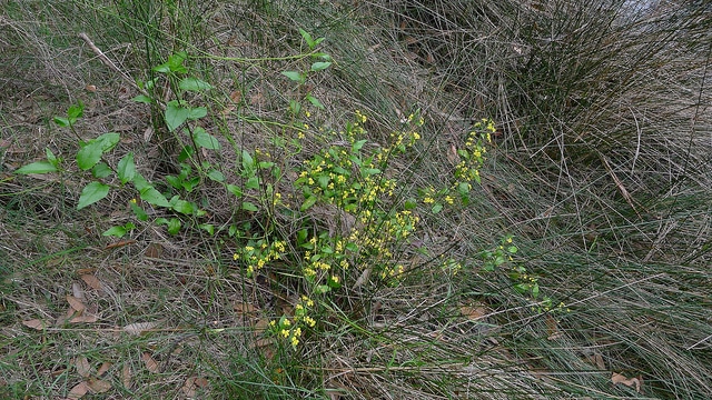 Goodenia ovata