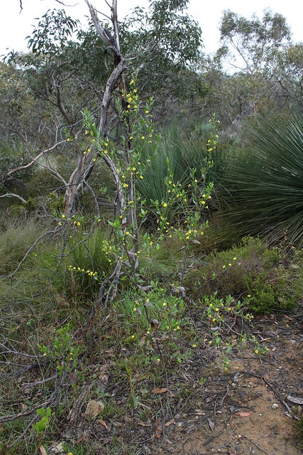 Goodenia ovata
