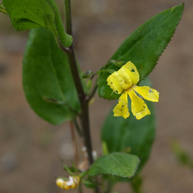 Goodenia ovata