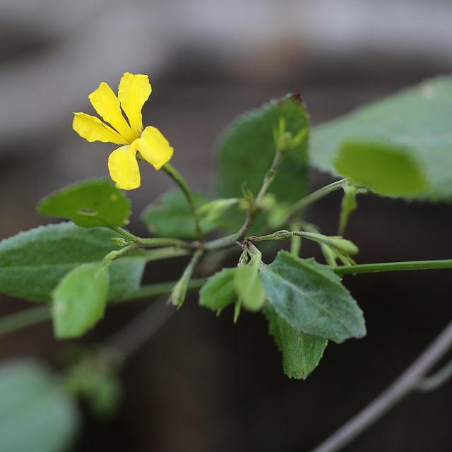 Goodenia ovata