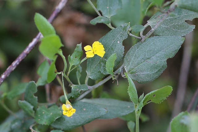 Goodenia ovata