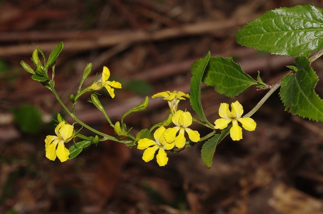Goodenia ovata