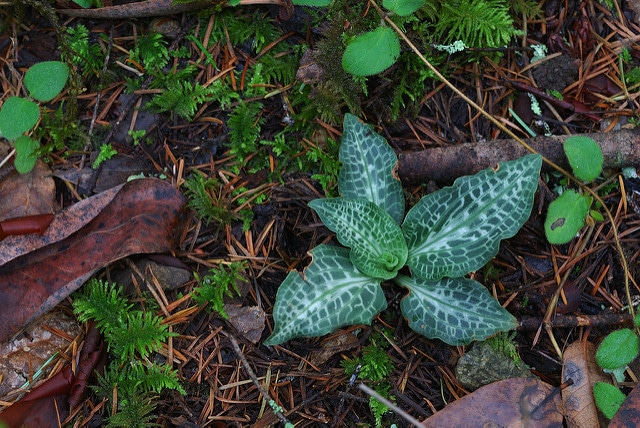 Goodyera oblongifolia (Goodyera oblongifolia)