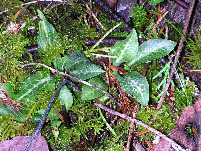 Goodyera oblongifolia