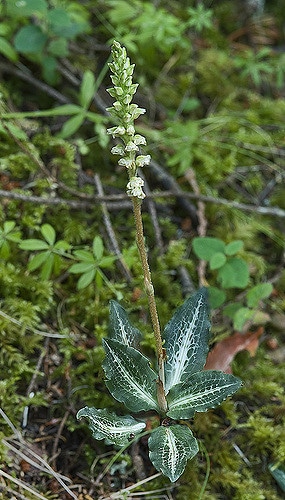 Goodyera oblongifolia