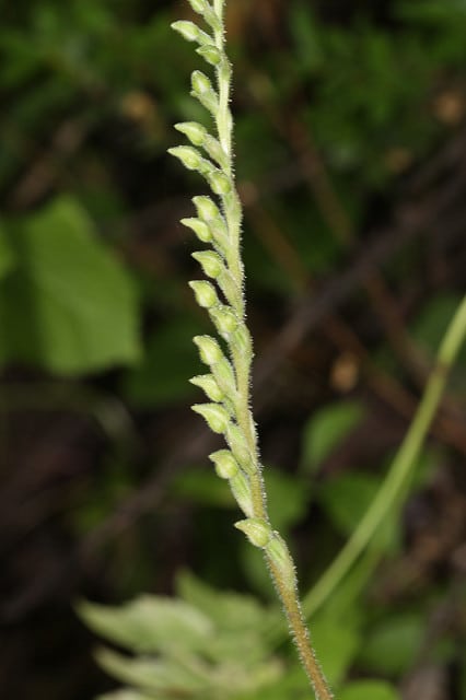 Goodyera oblongifolia
