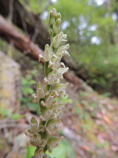 Goodyera oblongifolia