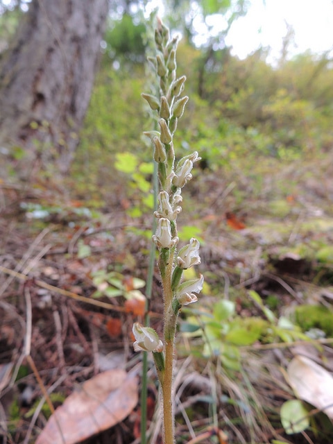 Goodyera oblongifolia