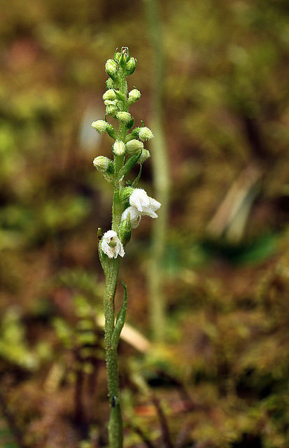 Goodyéra rampante (Goodyera repens)