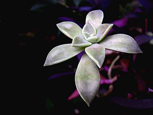 Graptopetalum paraguayense