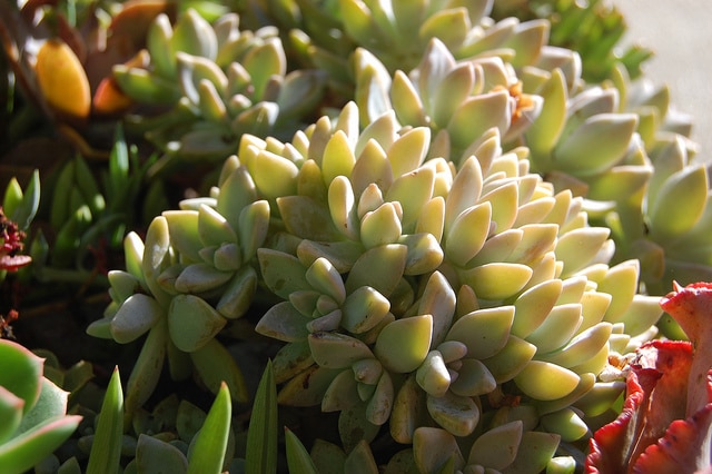 Graptopetalum paraguayense