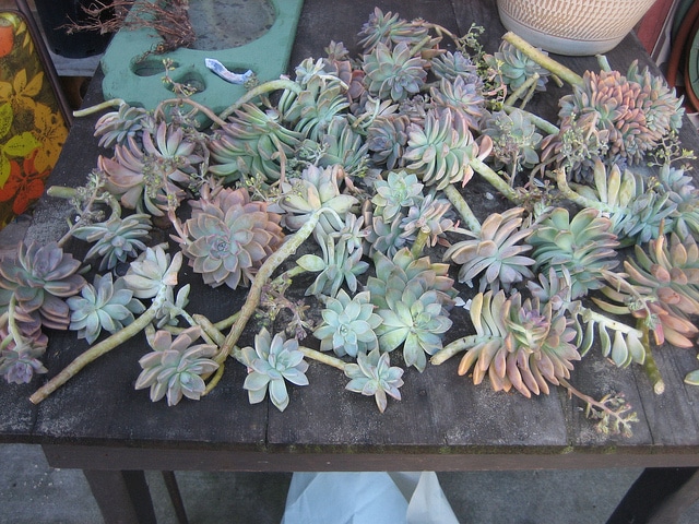Graptopetalum paraguayense
