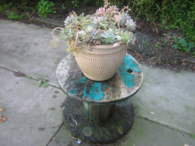 Graptopetalum paraguayense