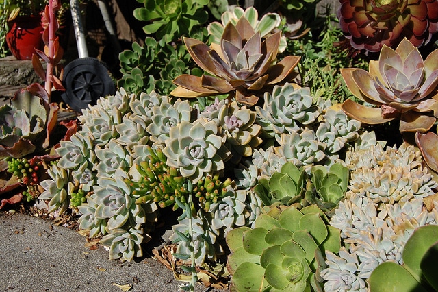 Graptopetalum paraguayense (Graptopetalum paraguayense)