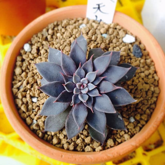 Graptopetalum rusbyi (Graptopetalum rusbyi)