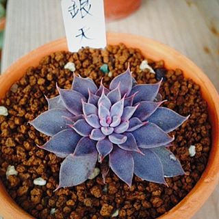 Graptopetalum rusbyi