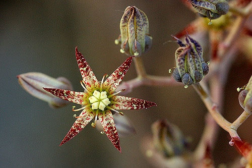 Graptopetalum rusbyi