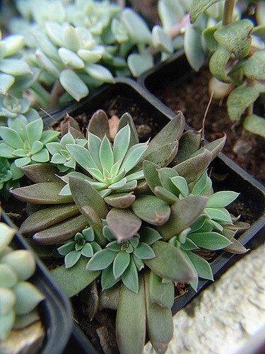 Graptopetalum rusbyi