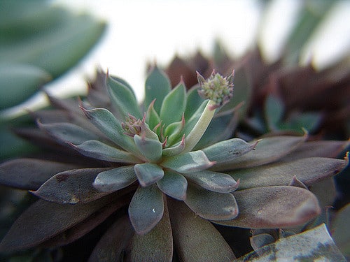 Graptopetalum rusbyi