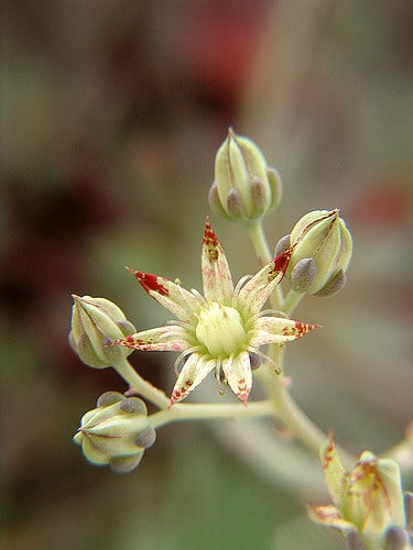 Graptopetalum rusbyi