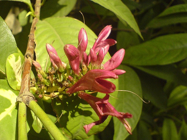 Lait de la vierge (Graptophyllum pictum)