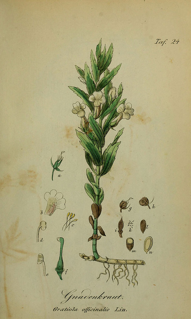 Gratiole officinale (Gratiola officinalis)