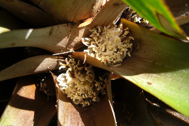 Greigia sphacelata